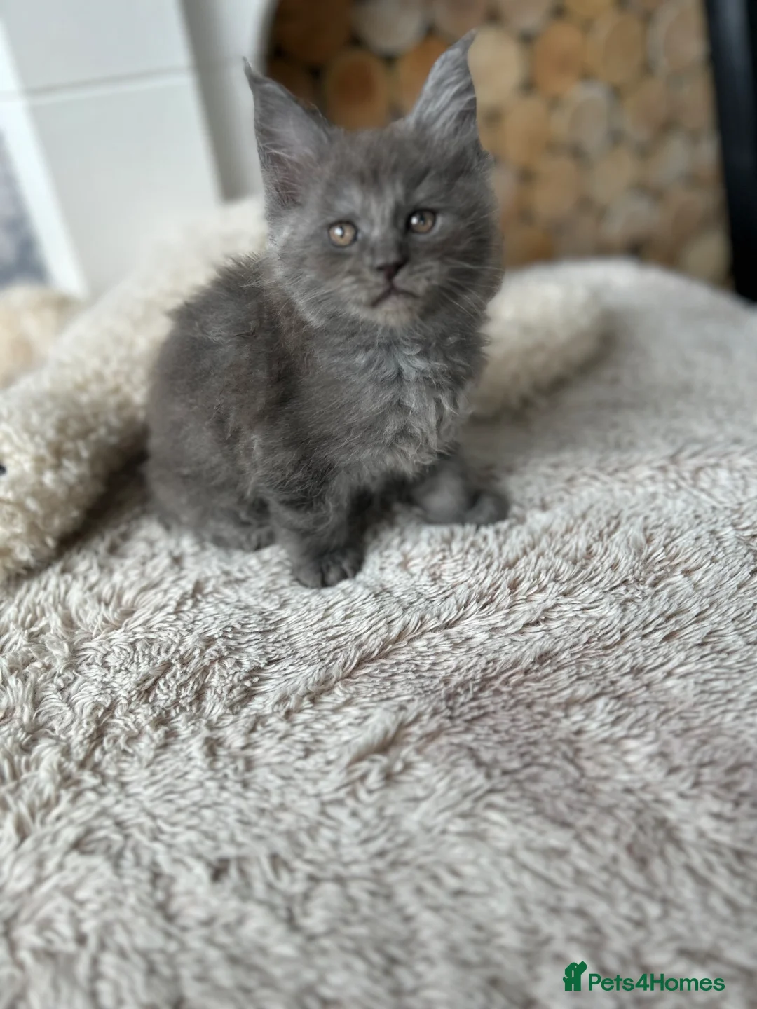 Maine Coon cats for sale: Maine coones kittens (tabby and smokes) - Advert 1