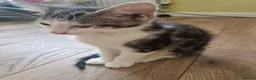Mixed Breed cats for sale: 2 male kittens for sale - Advert 1