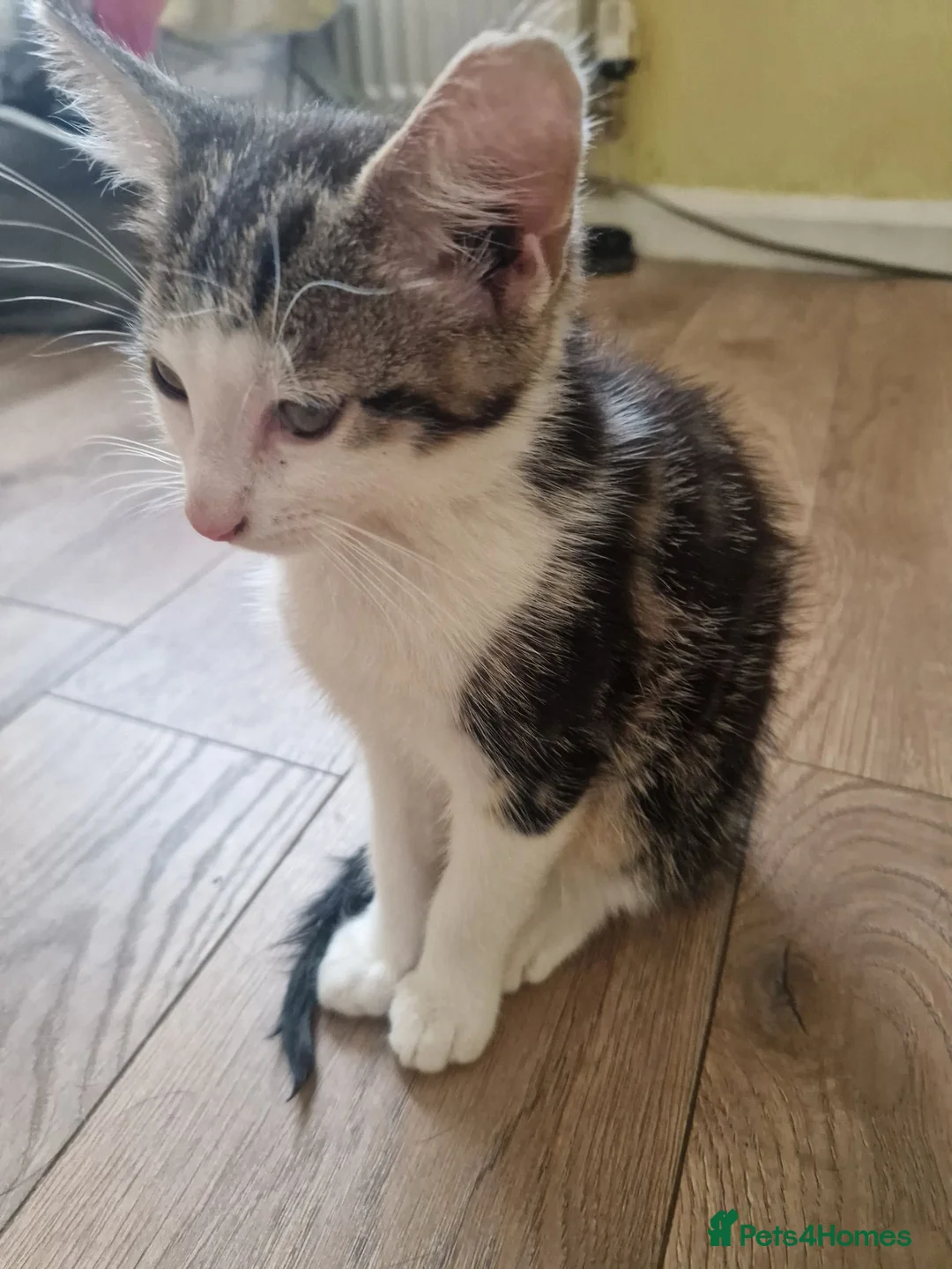 Mixed Breed cats for sale: 2 male kittens for sale - Advert 1
