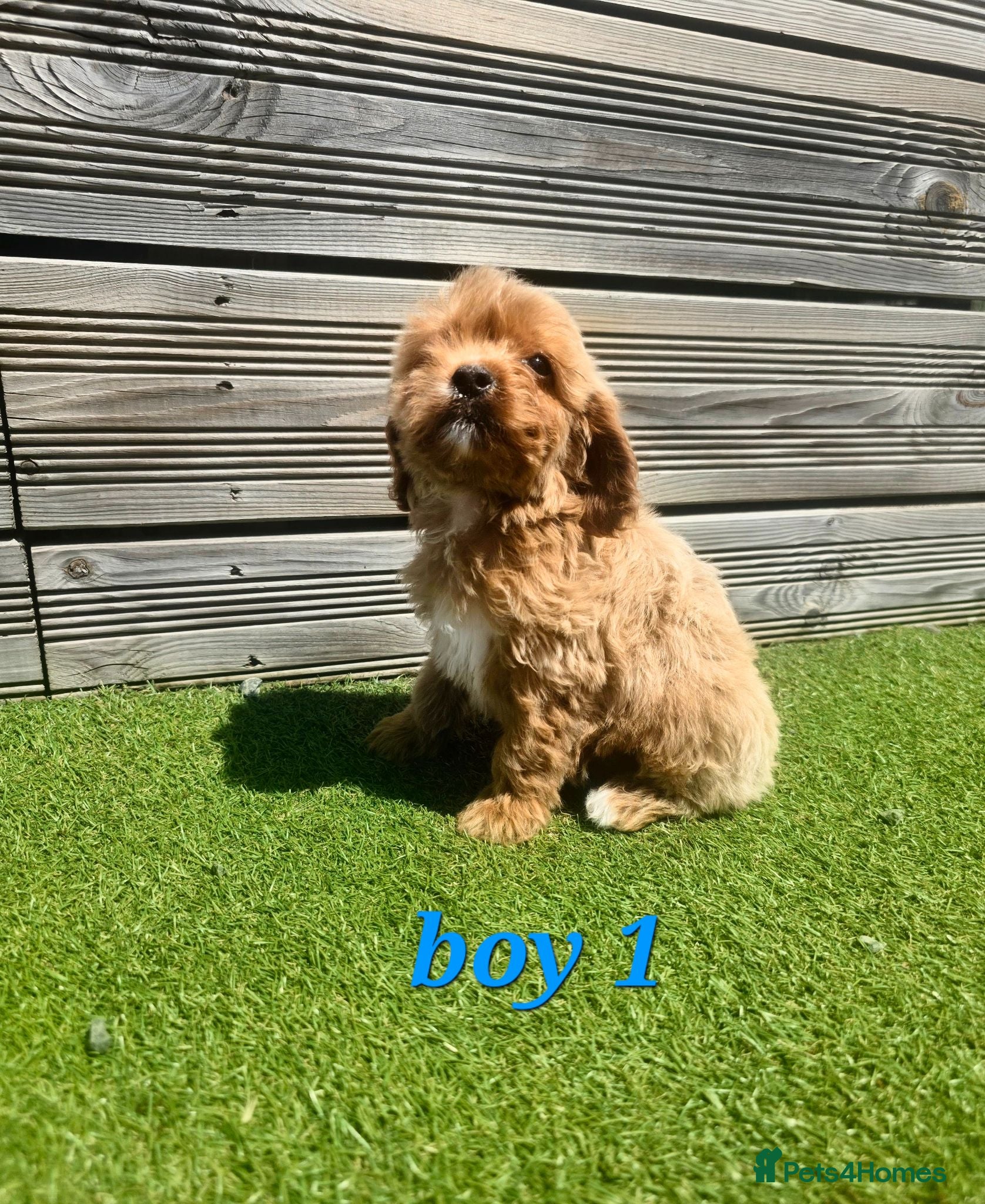 Cockapoo dogs 7 Adorable F1 Cockapoo pups ♥️🐕🐾 - Advert 2