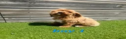 Cockapoo dogs for sale: 7 Adorable F1 Cockapoo pups ♥️🐕🐾 - Advert 2