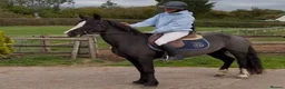 Welsh Section D horses for sale: Super Welsh Project  - Advert 5