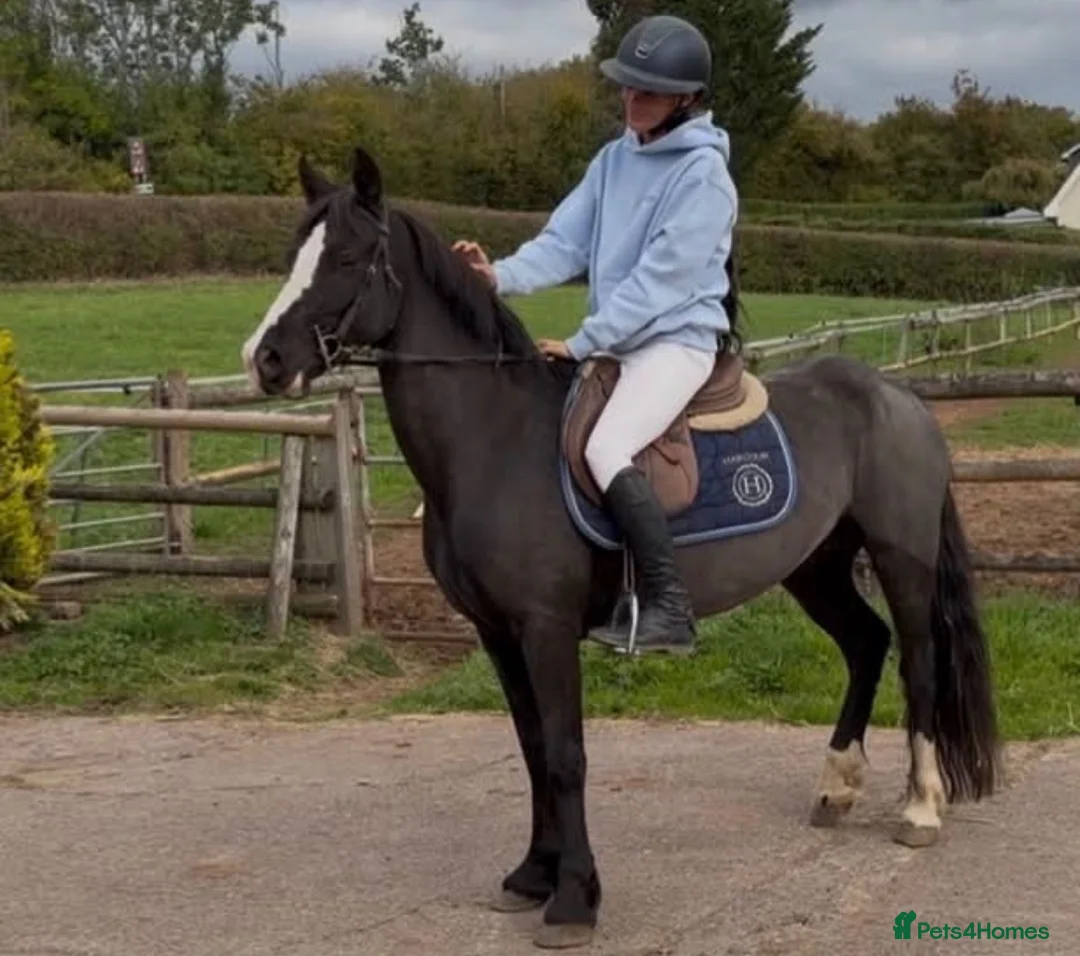 Welsh Section D horses for sale: Super Welsh Project  - Advert 5