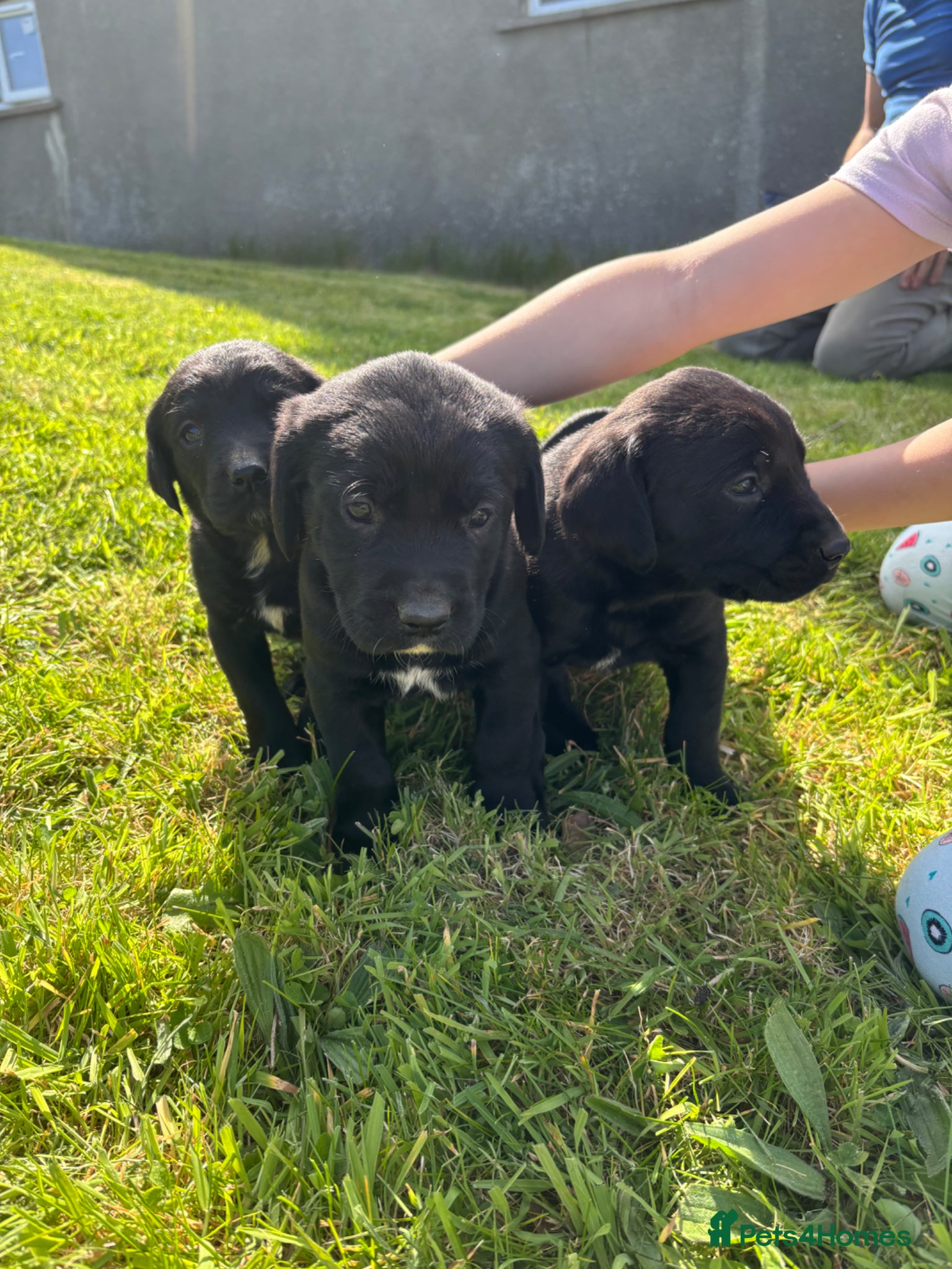 Springador dogs Beautiful Black Springador puppies for sale. - Advert 2