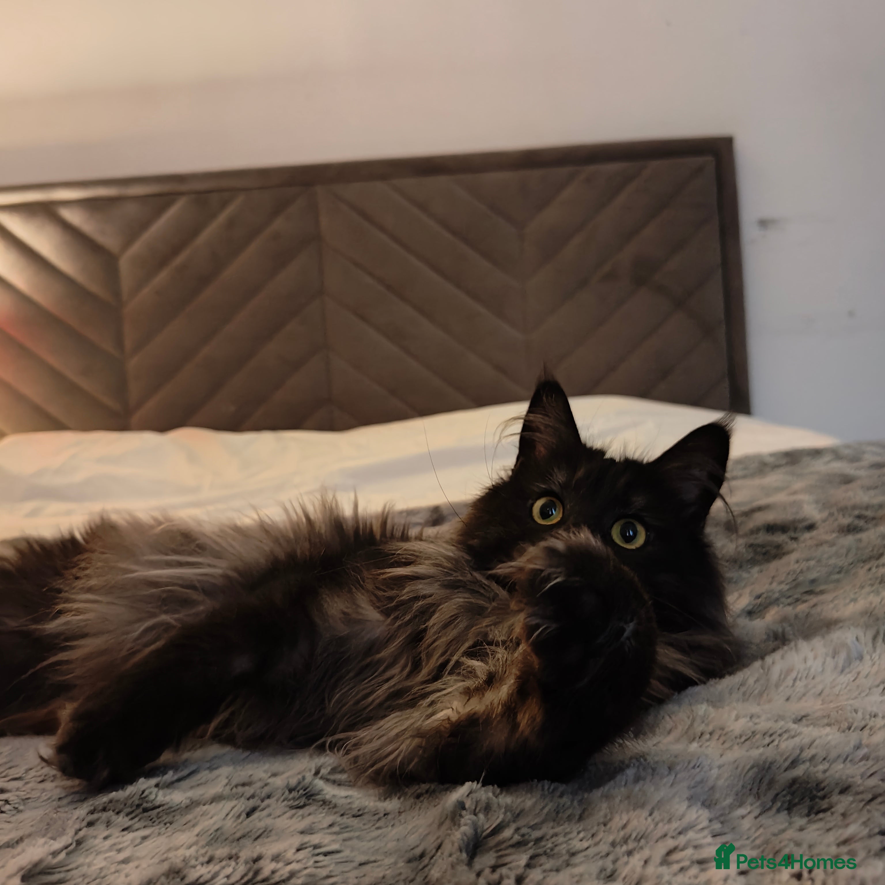 Maine Coon cats European Mainecoon Cat - Advert 4