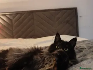 Maine Coon cats European Mainecoon Cat - Advert 4