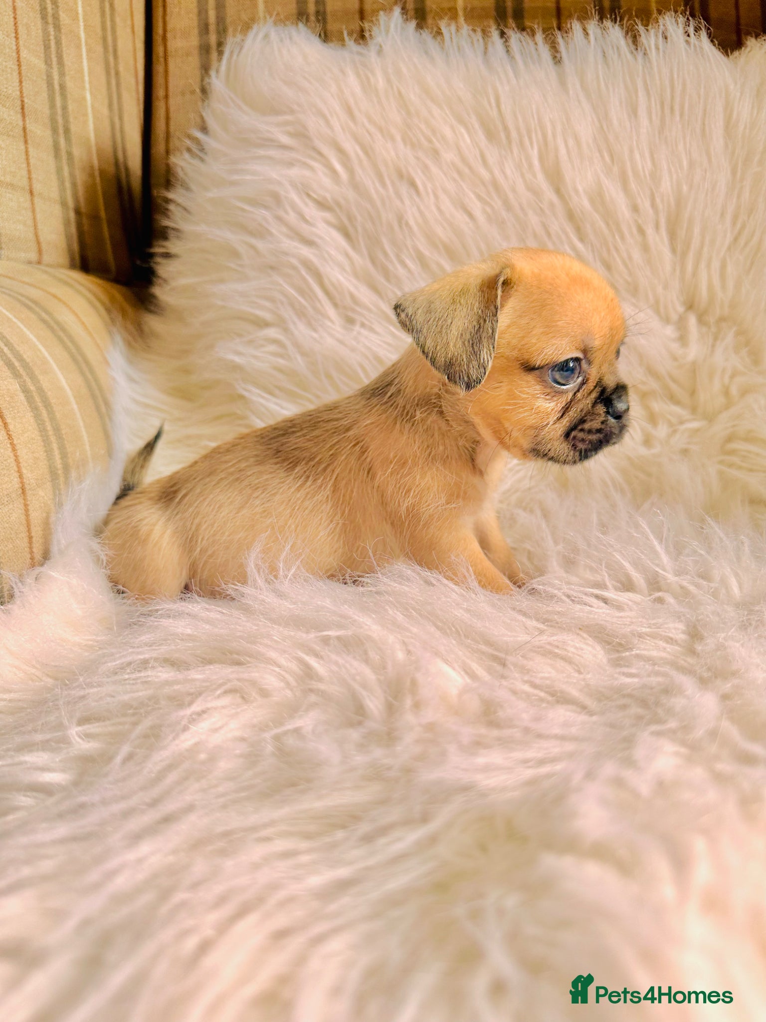 Mixed Breed dogs for sale: Shih Tzu x Frenchie pups - Advert 21