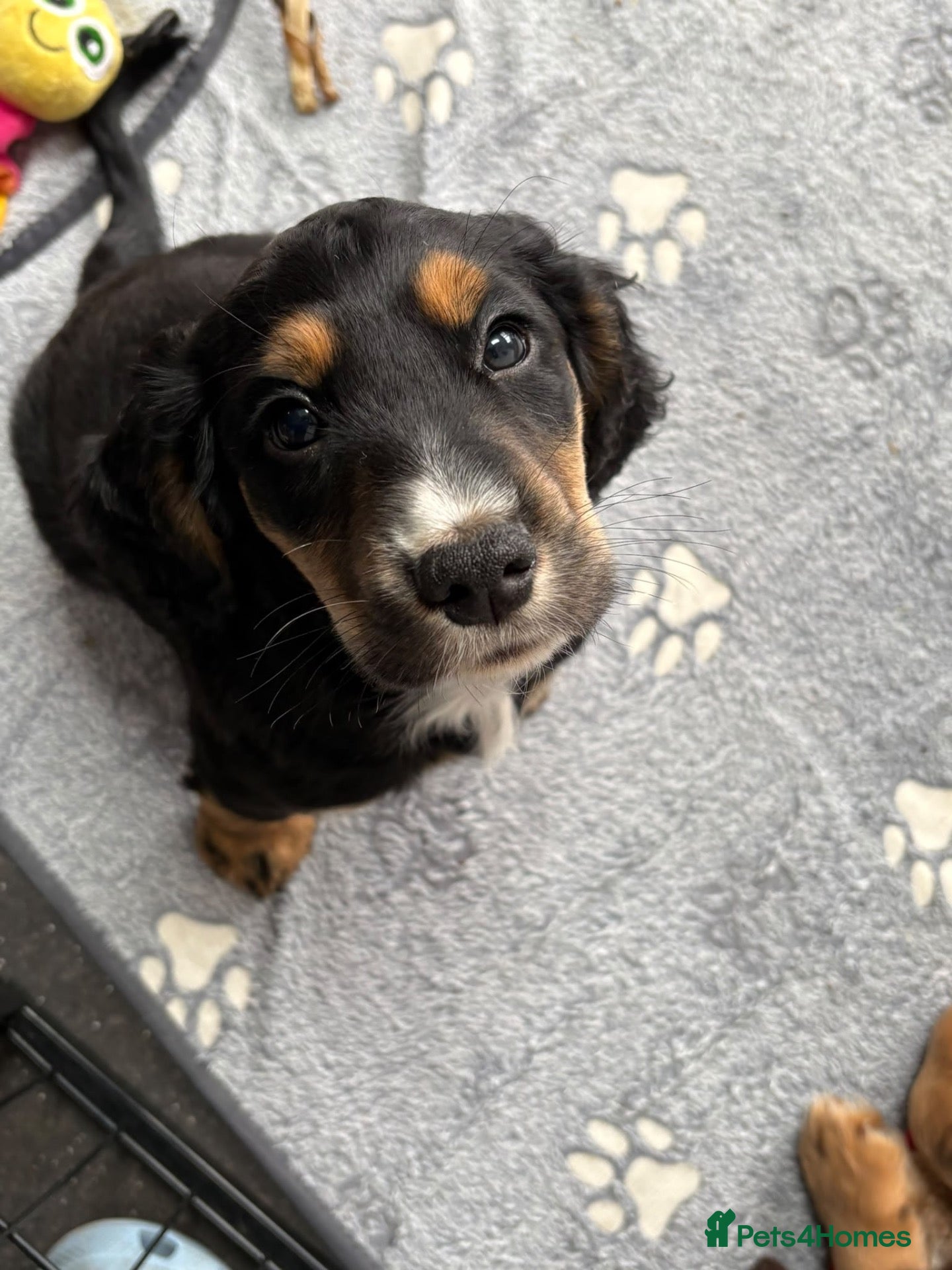 Cocker Spaniel dogs All Tri Color Litter of Working Cockers - Advert 2