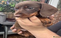 Miniature Dachshund dogs for sale: stunning KC miniature dachshunds  - Image 8