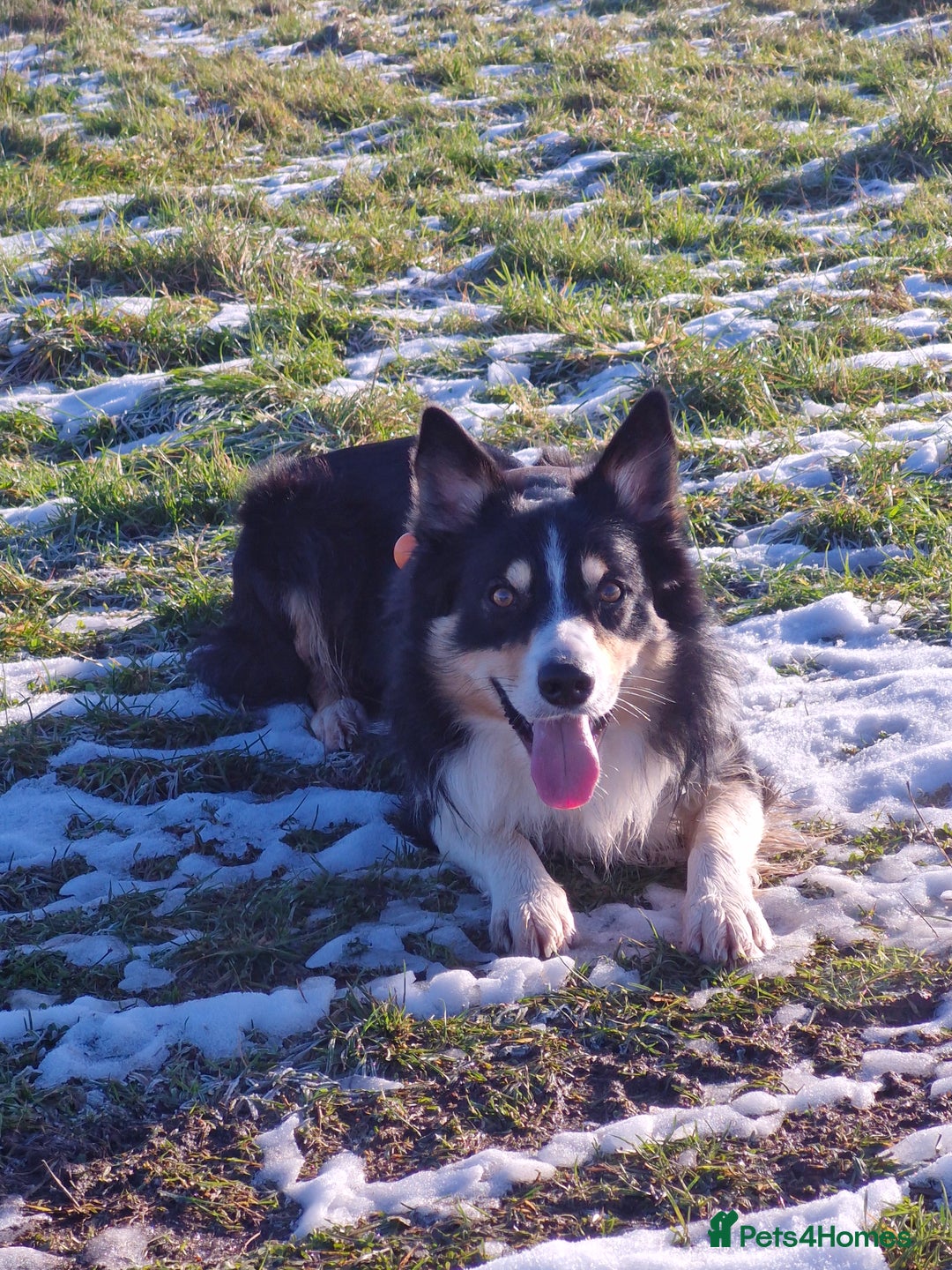 Border Collie dogs for stud: Welsh collie tri colour  - Advert 7