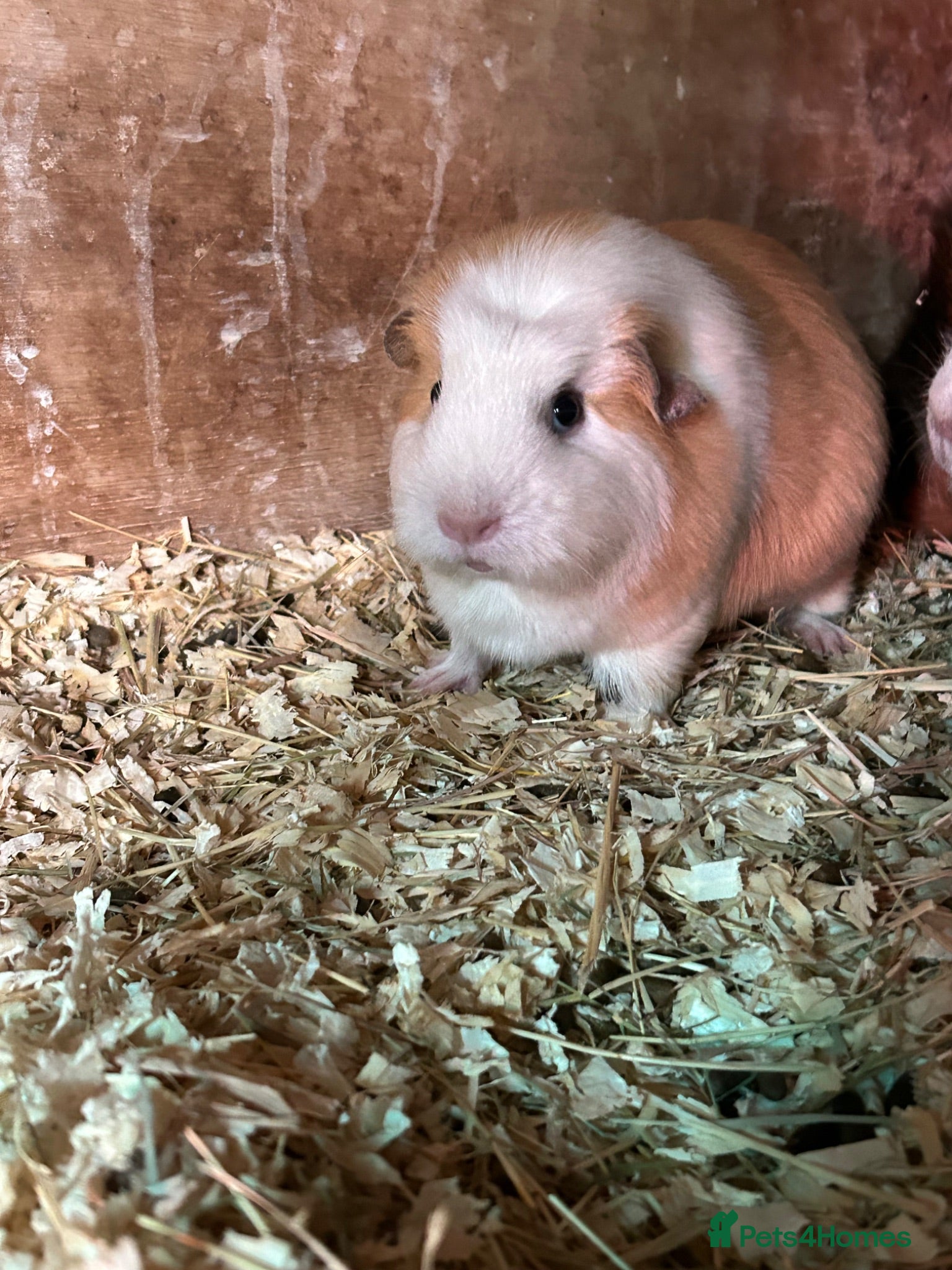 Guinea Pig rodents Female guinea pigs - Advert 2