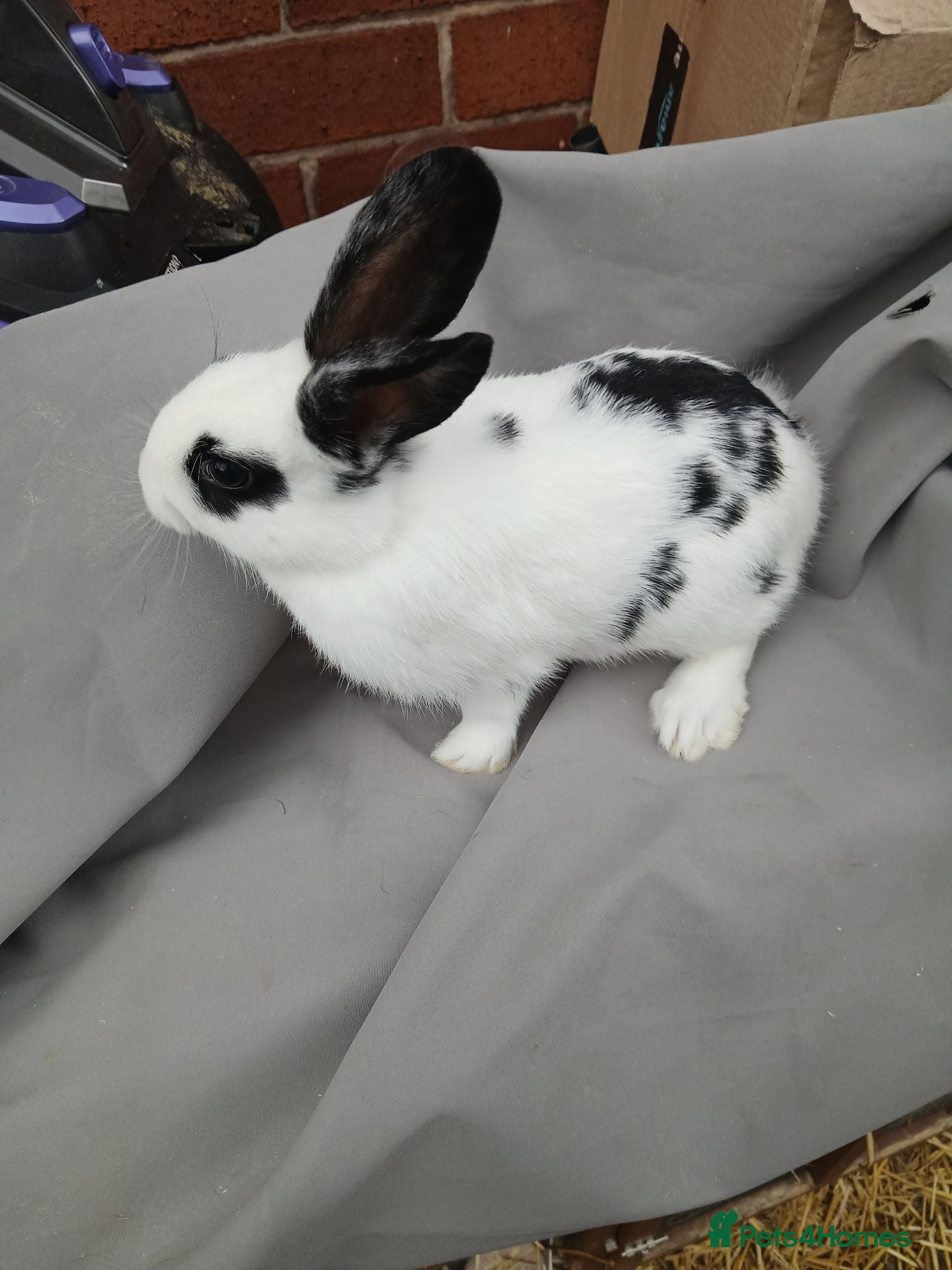 Mixed Breed rabbits Baby bunnies Dutch cross lop  - Advert 19
