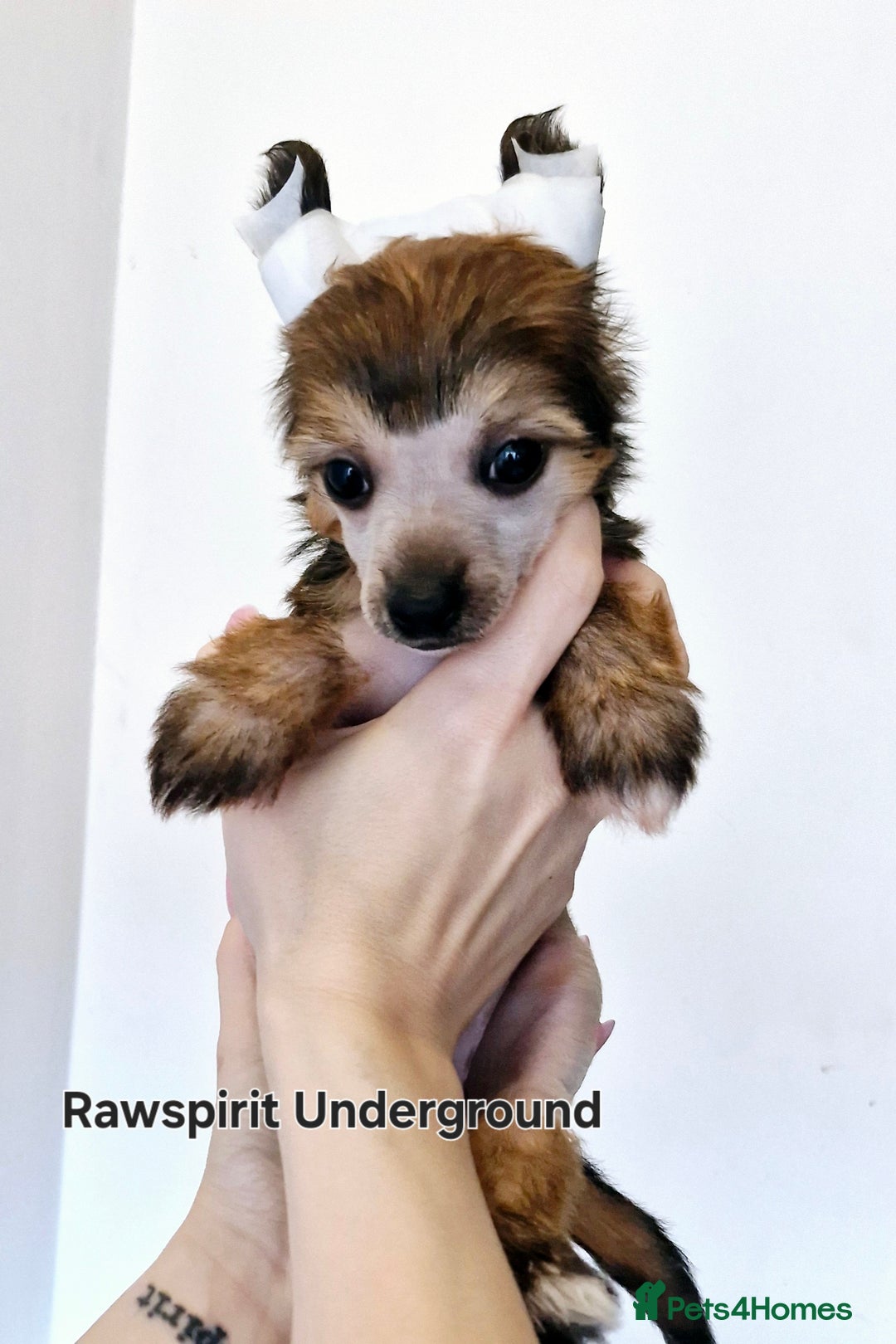 Chinese Crested dogs for sale: Powder puff and hairless girl available  in Crewe - Image 12