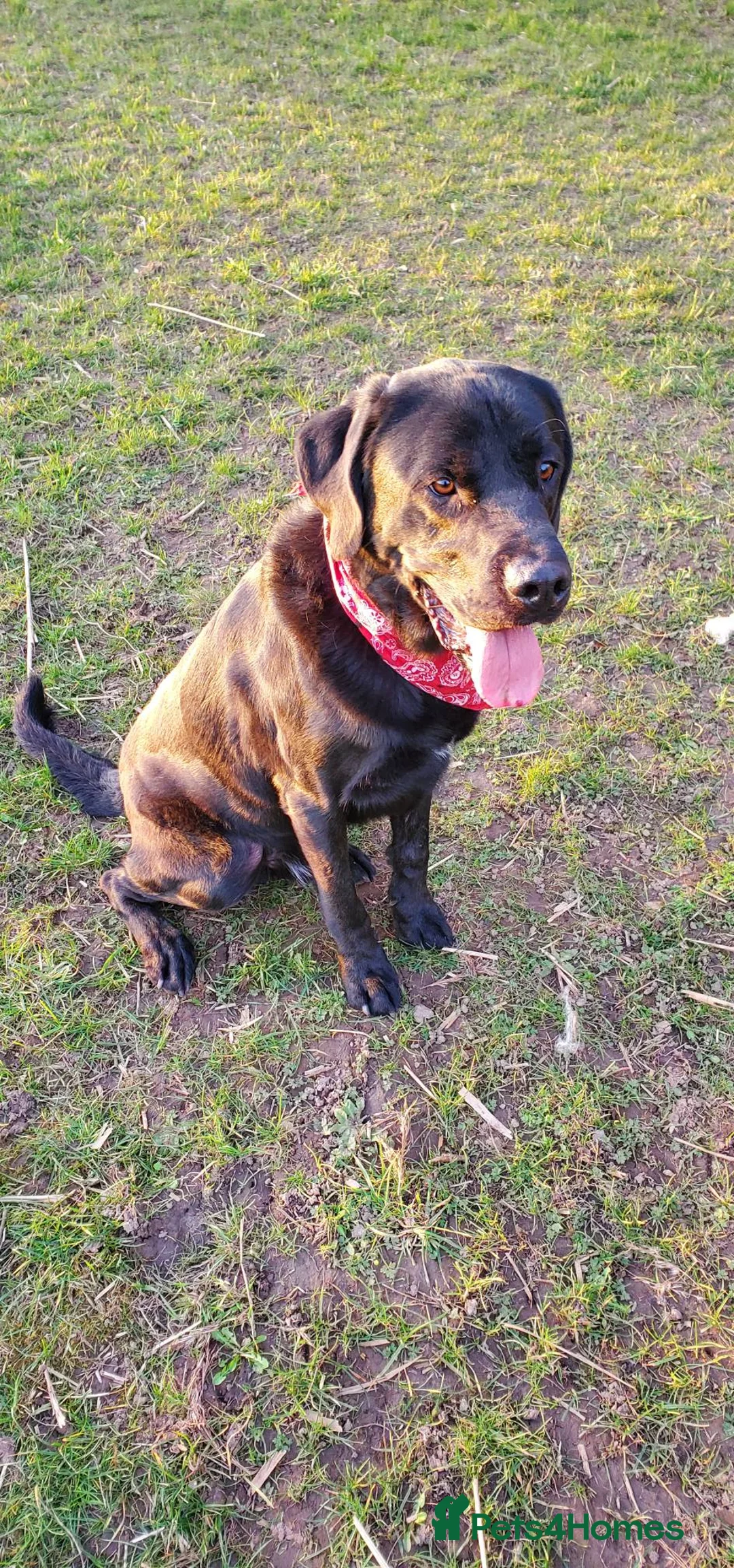 Labrador Retriever dogs for sale: Gorgeous large labrador retriever in Spalding - Advert 1