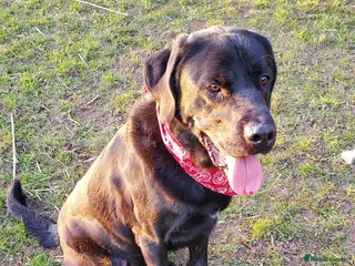 Labrador Retriever dogs Gorgeous large labrador retriever - Advert 12