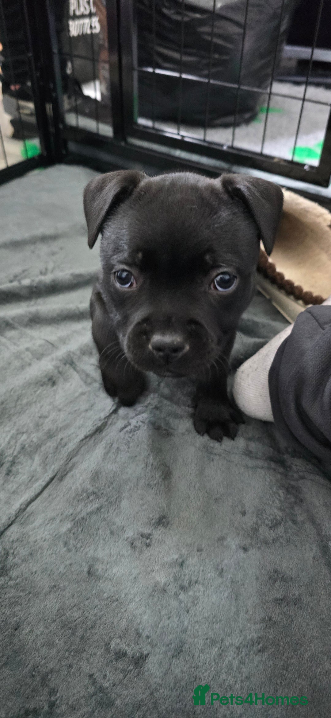 Staffordshire Bull Terrier dogs for sale: Champion bloodlines kc stafford  pups  - Advert 22