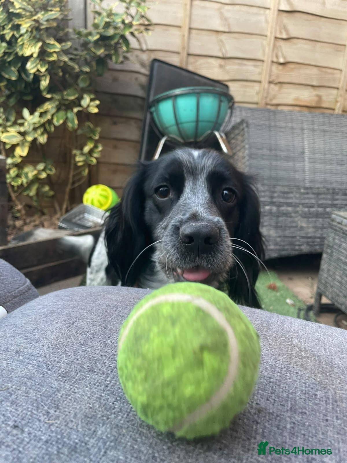 Mixed Breed dogs Hi looking for a forever home for my dog "buddy" - Advert 4