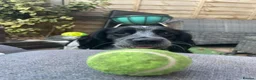 Mixed Breed dogs for sale: Hi looking for a forever home for my dog "buddy" in Nuneaton - Advert 1