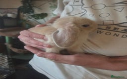 Mini Lop rabbits for sale: Glorious and Gorgeous Mini Lop Bunnies for sale  - Image 4