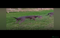 Patterdale Terrier dogs for sale: patterdales & blue lurcher for sale  - Image 5