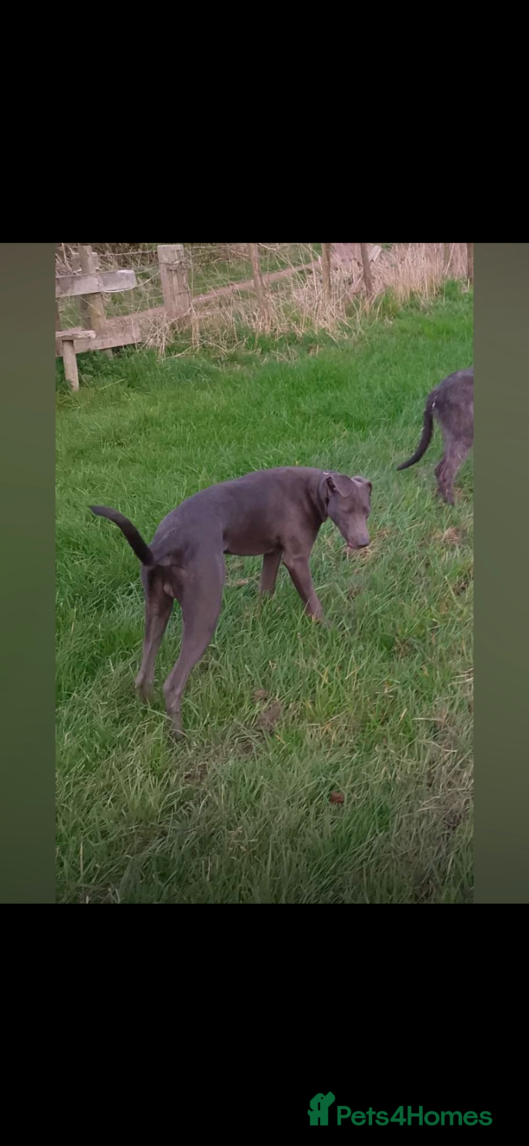 Patterdale Terrier dogs for sale: patterdales & blue lurcher for sale  - Image 5