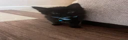 Mixed Breed cats for sale: Kittens for sale  - Advert 3