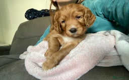 Cocker Spaniel dogs for sale: 🐶cocker spaniel puppies 🐶  - Image 12