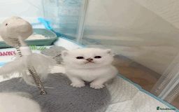 British Longhair cats for sale: 5 Beautiful blue eyed British Shorthair in London - Image 29