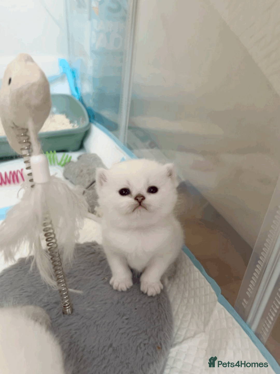 British Longhair cats for sale: 5 Beautiful blue eyed British Shorthair in London - Image 29
