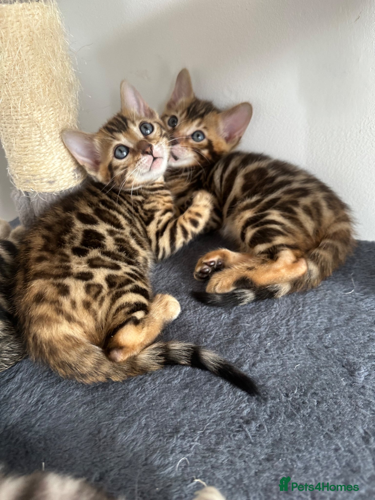 Bengal cats for sale: Bengal kittens for sale in Saffron Walden - Advert 5