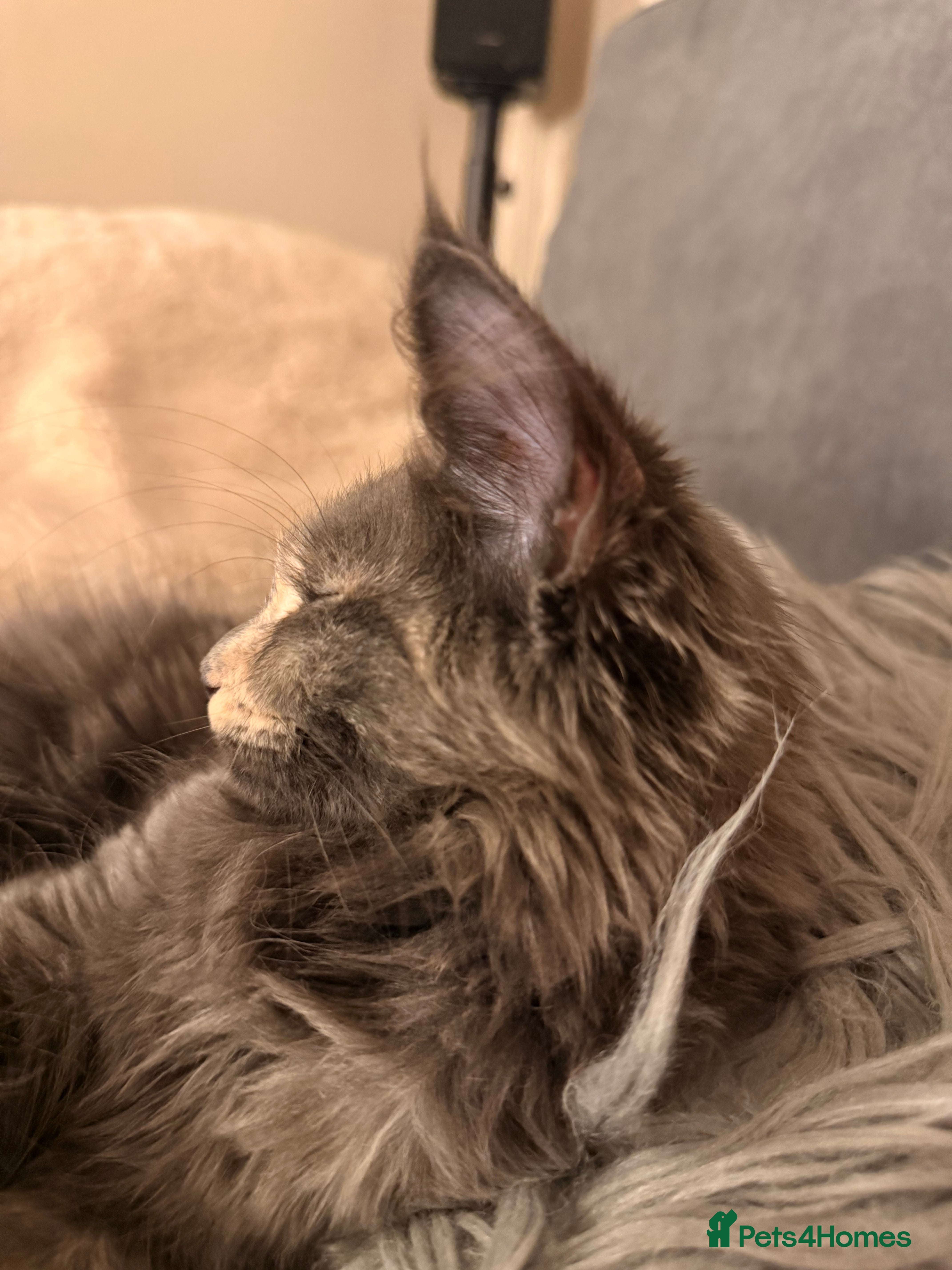 Maine Coon cats Last Beautiful Maine Coon Girl ready now - Advert 16