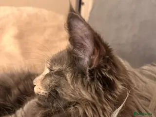 Maine Coon cats Last Beautiful Maine Coon Girl ready now - Advert 16