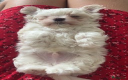 Maltese dogs for sale: 1 puppy back up for sale because of time wasting  - Image 1