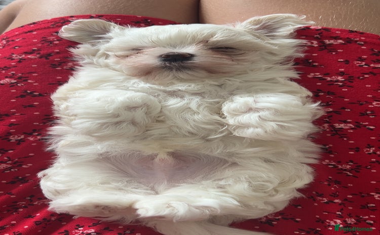 Maltese dogs - Advert 5