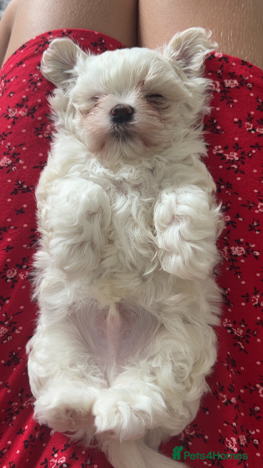 Maltese dogs for sale: 1 puppy back up for sale because of time wasting  - Image 1