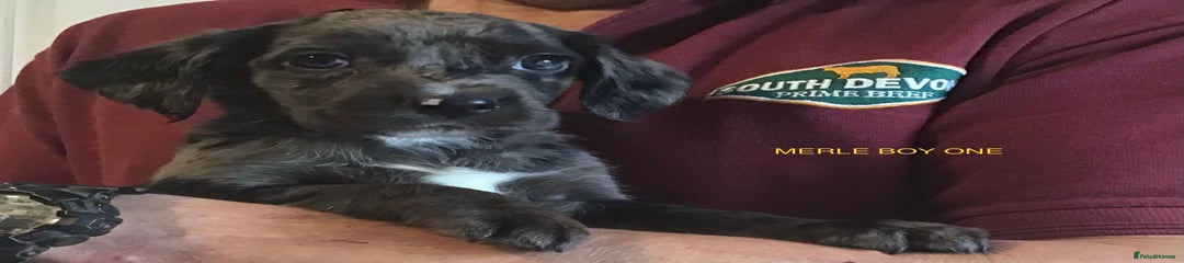 Cockerdor Puppy 1