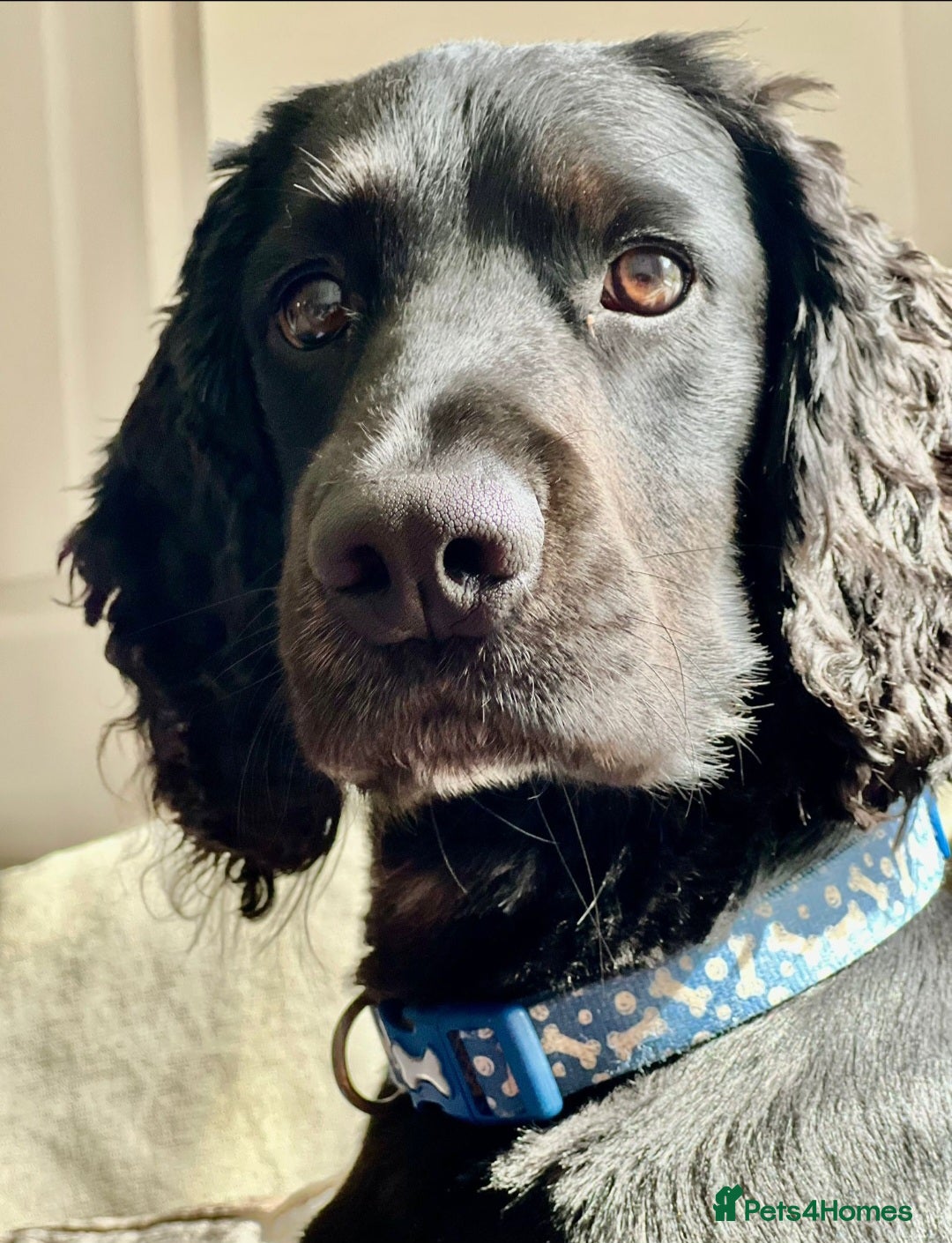 Cocker Spaniel dogs for stud: Dog for STUD  - Image 6