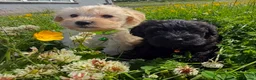 Schnoodle dogs for sale: Toy Schnoodle Puppies (Mini Schnauzer x Toy Poodle - Advert 2