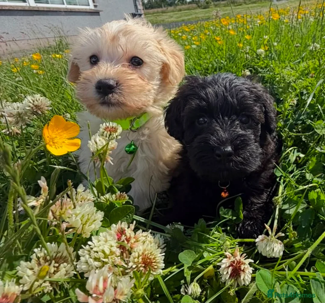 Schnoodle dogs for sale: Toy Schnoodle Puppies (Mini Schnauzer x Toy Poodle - Advert 2