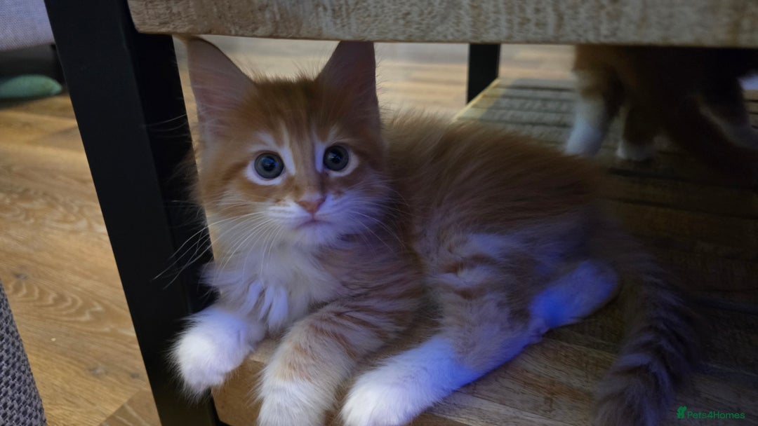 Maine Coon cats for sale: Red and white maine coon kittens TICA registered  - Image 5