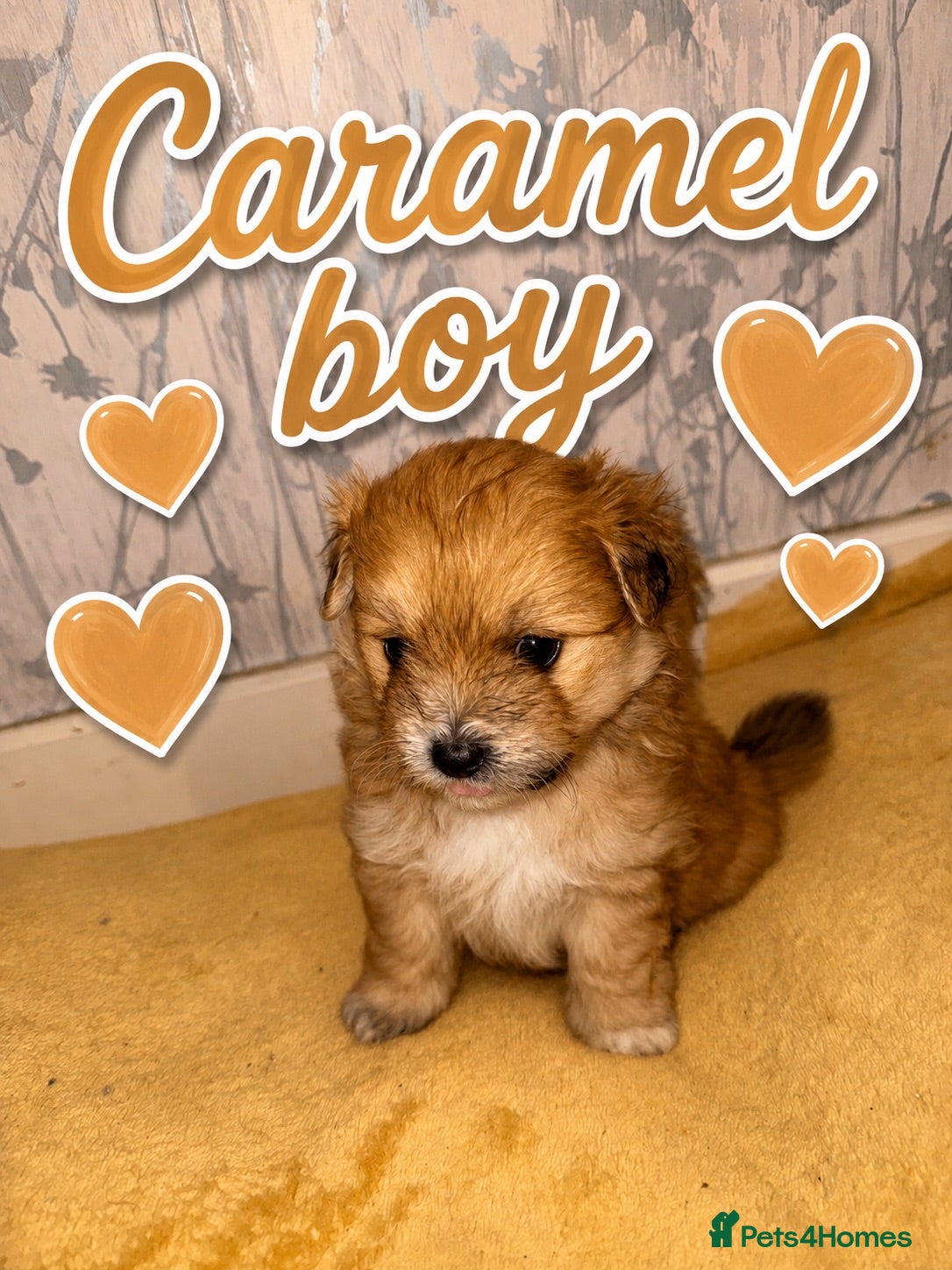 Mixed Breed dogs Pomeranian cross puppies  - Advert 12