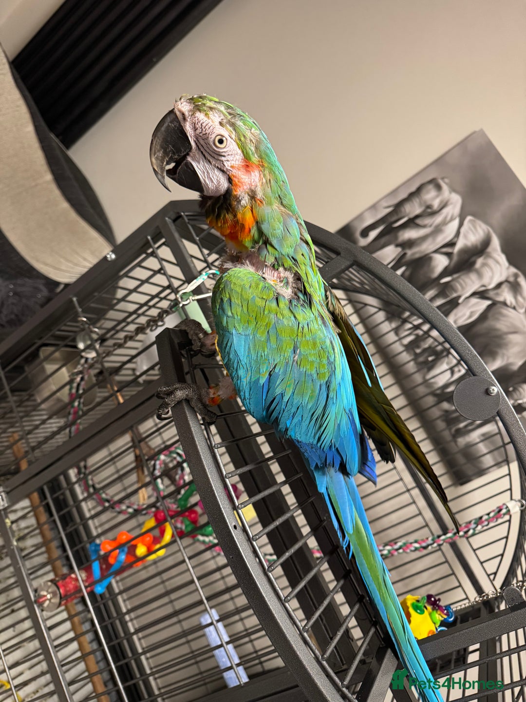Macaws birds for sale: Harlequin macaw  - Image 6