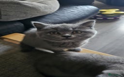 British Shorthair cats for sale: GCCF Chunky British Shorthair Kittens - Image 9