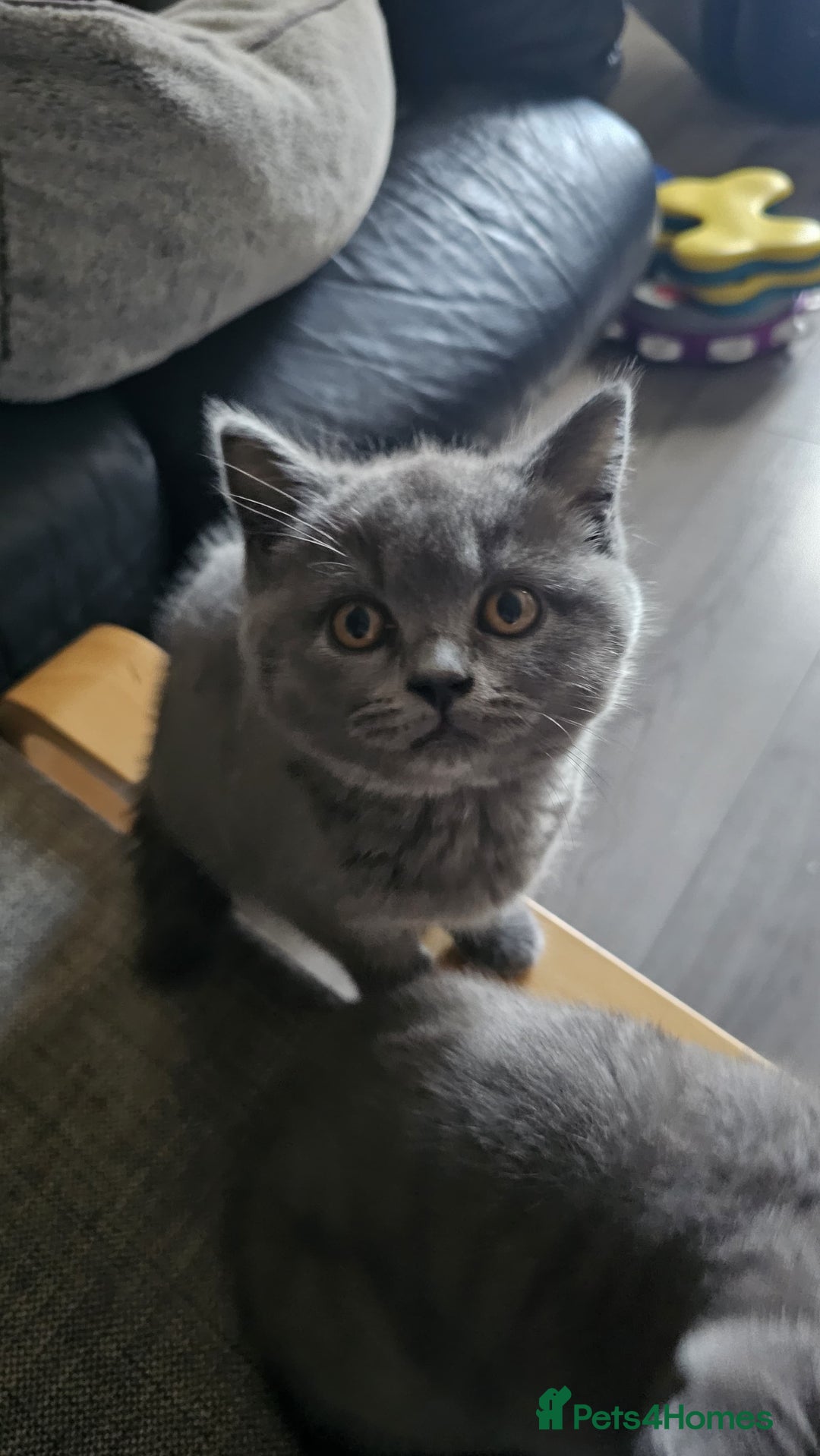 British Shorthair cats for sale: GCCF Chunky British Shorthair Kittens - Image 9