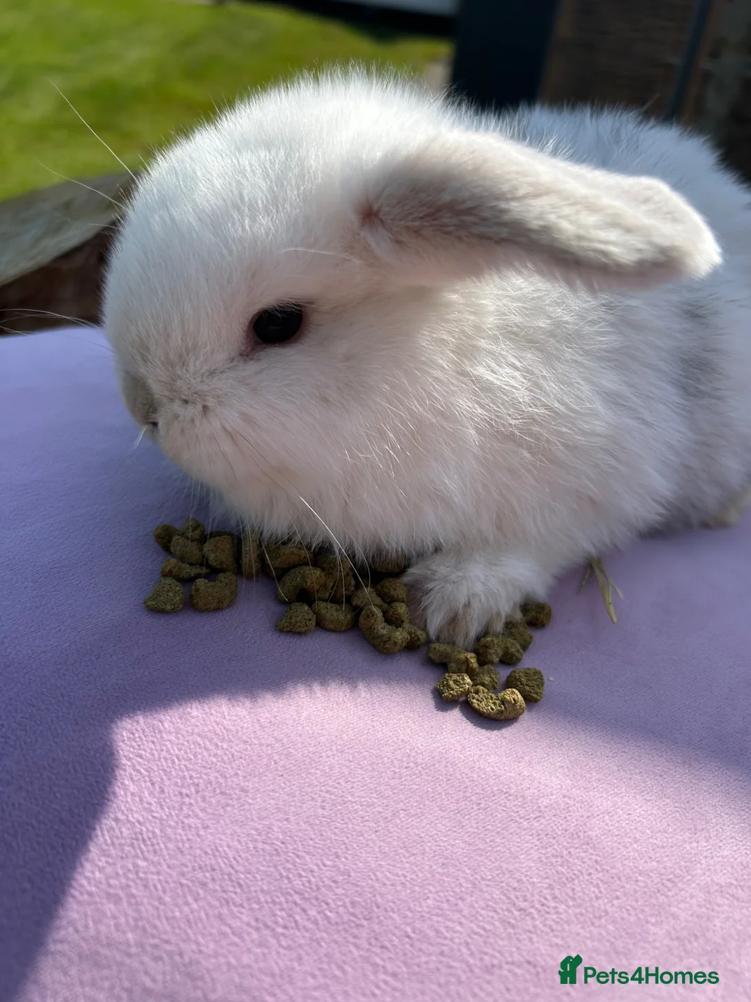 Mini Lop rabbits for sale: Beautiful minilops - Advert 4