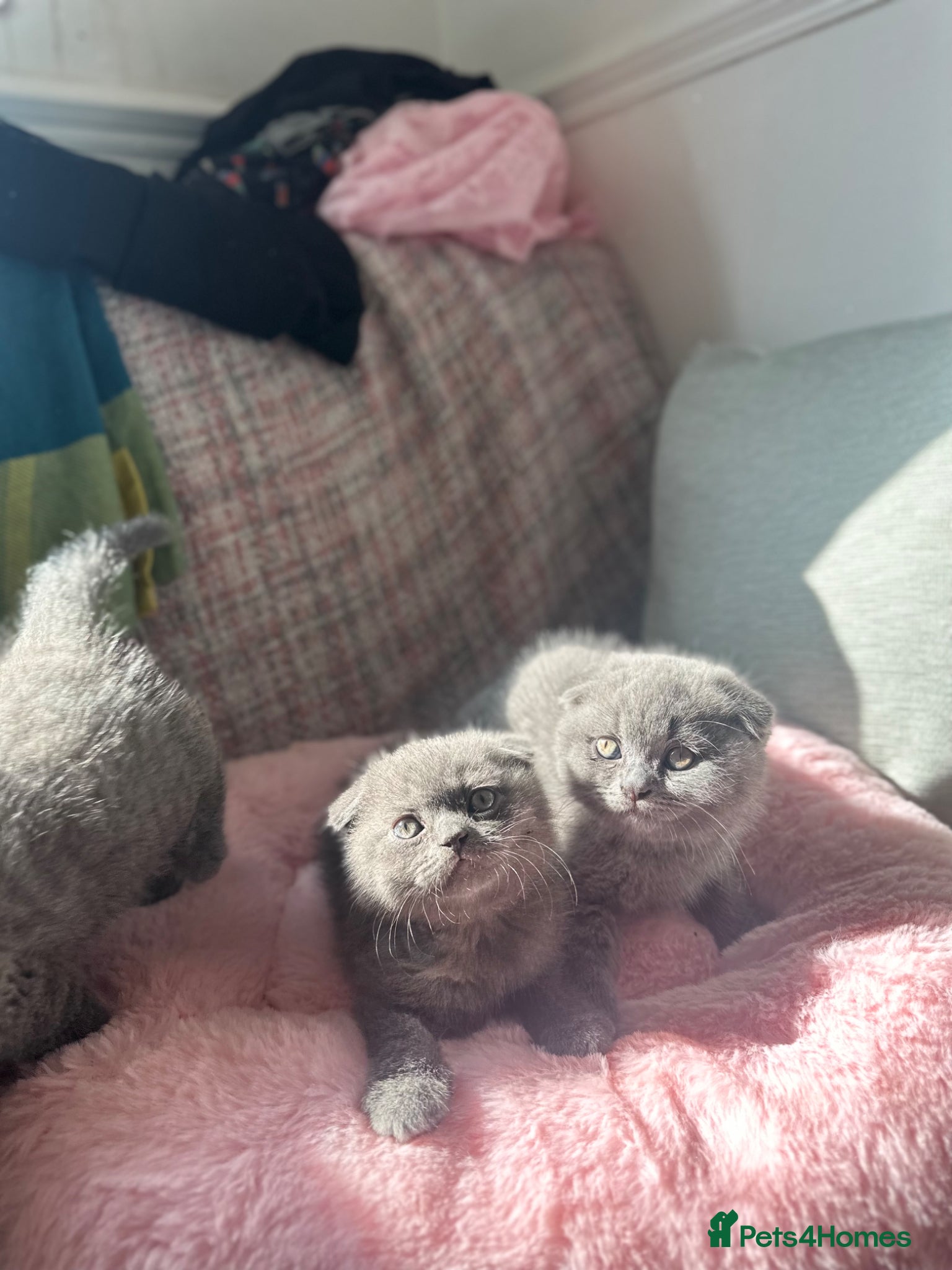Scottish Fold cats Adorable and friendly Scottish fold kittens - Advert 1