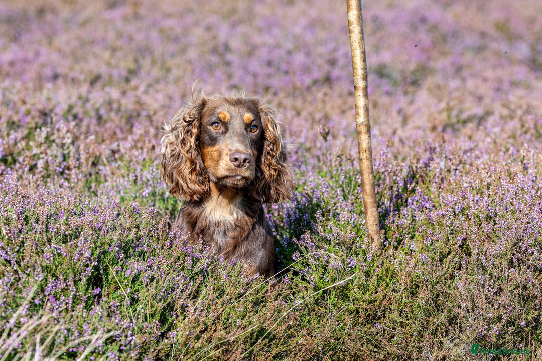 Cocker Spaniel dogs for stud: Working Chocolate & Tan Stud in Bedale - Image 7