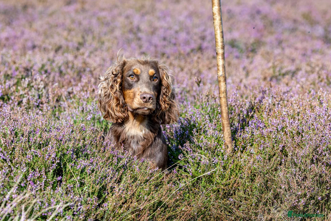 Cocker Spaniel dogs for stud: Working Chocolate & Tan Stud in Bedale - Advert 7