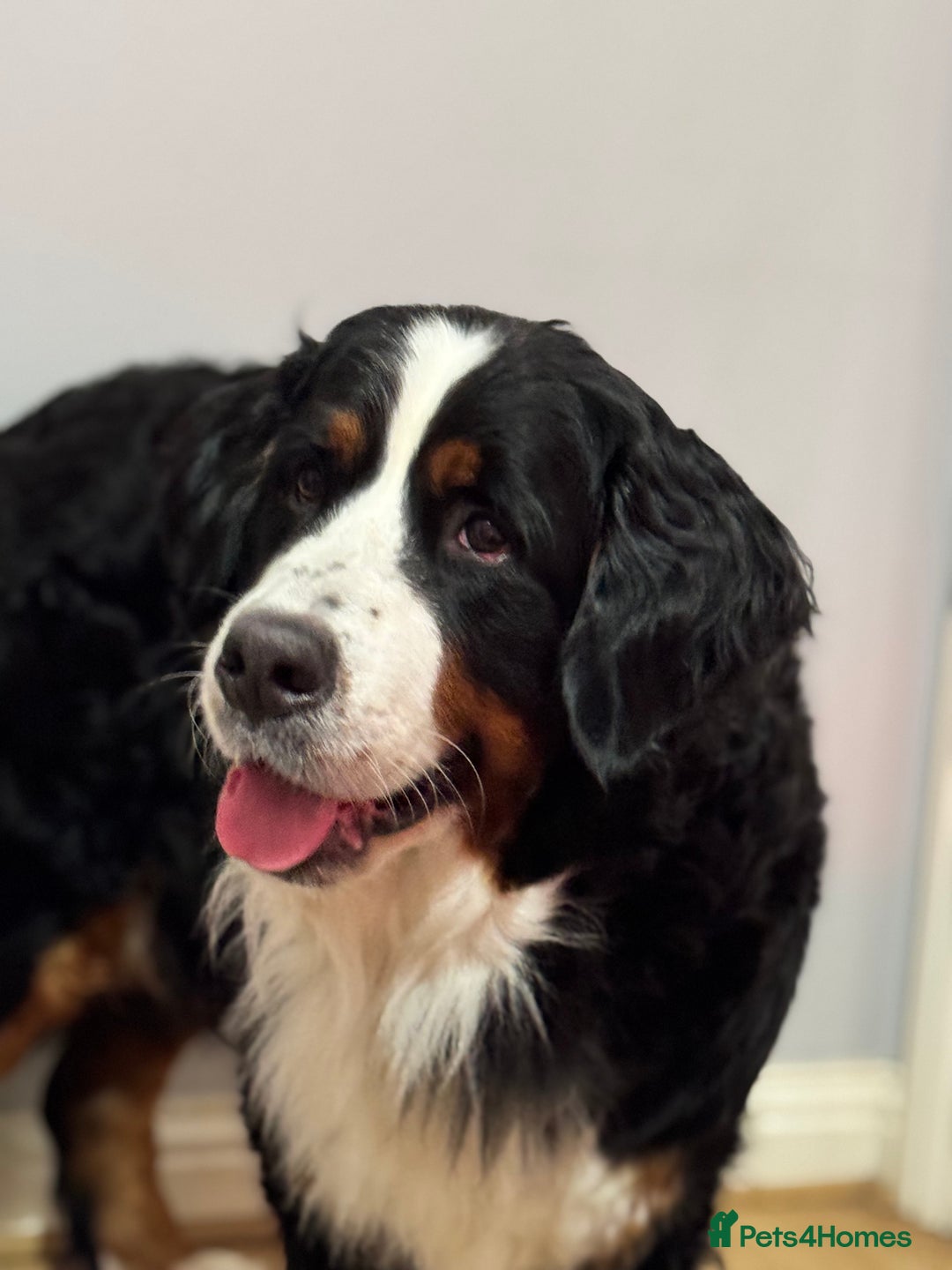 Bernese Mountain Dog dogs for sale: Stunning Pedigree Bernese Mountain Puppies - Advert 7