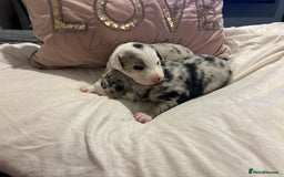 Border Collie dogs for sale: Border collie puppy’s ready to reserve  - Image 33
